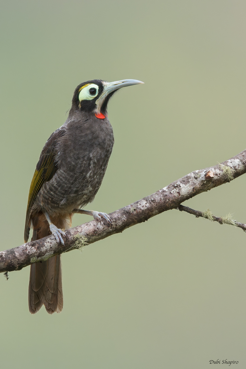 Yellow-browed Melidectes