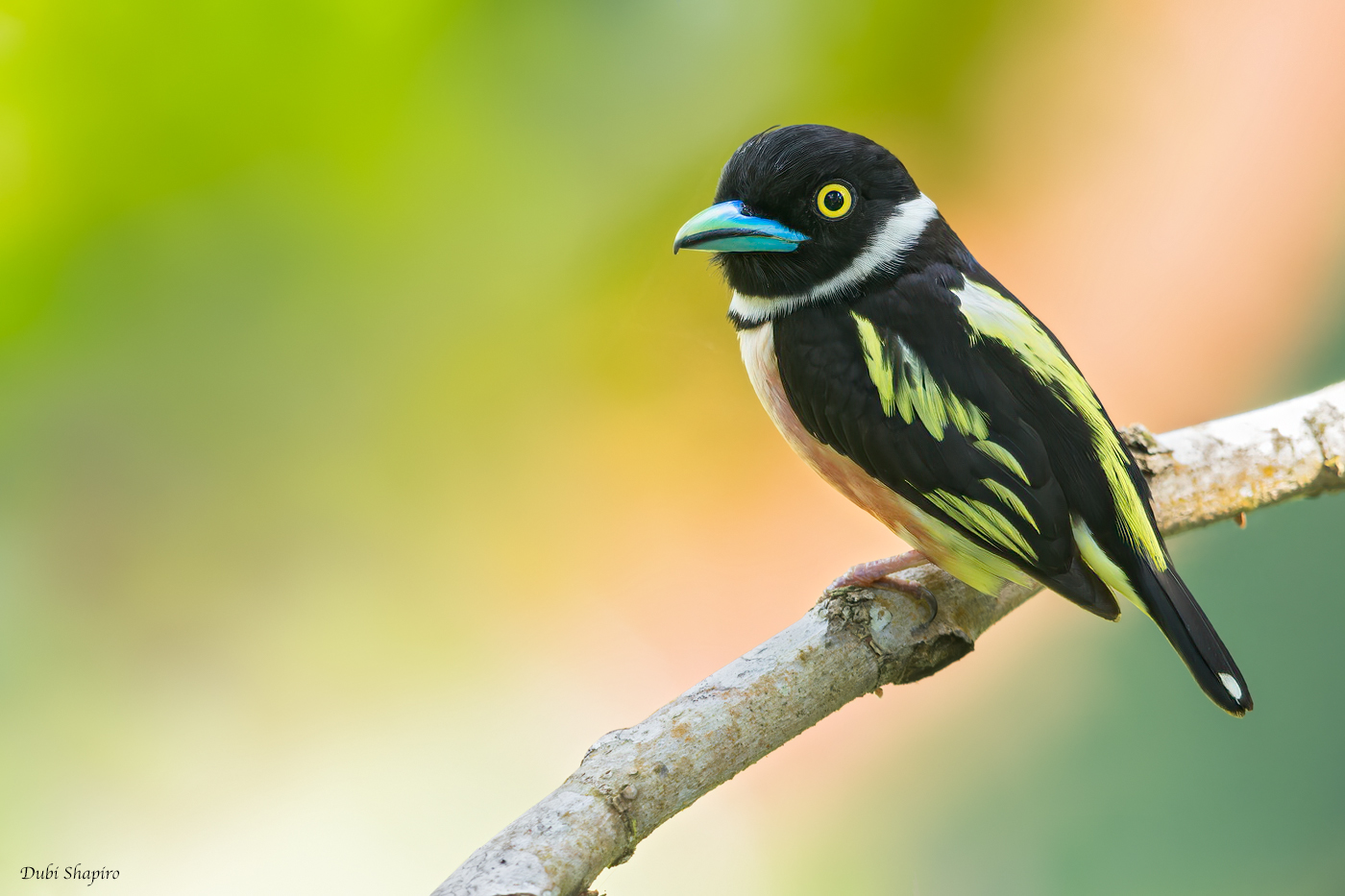 Black-and-yellow Broadbill (Grauers Broadbill and Asian Broadbills)