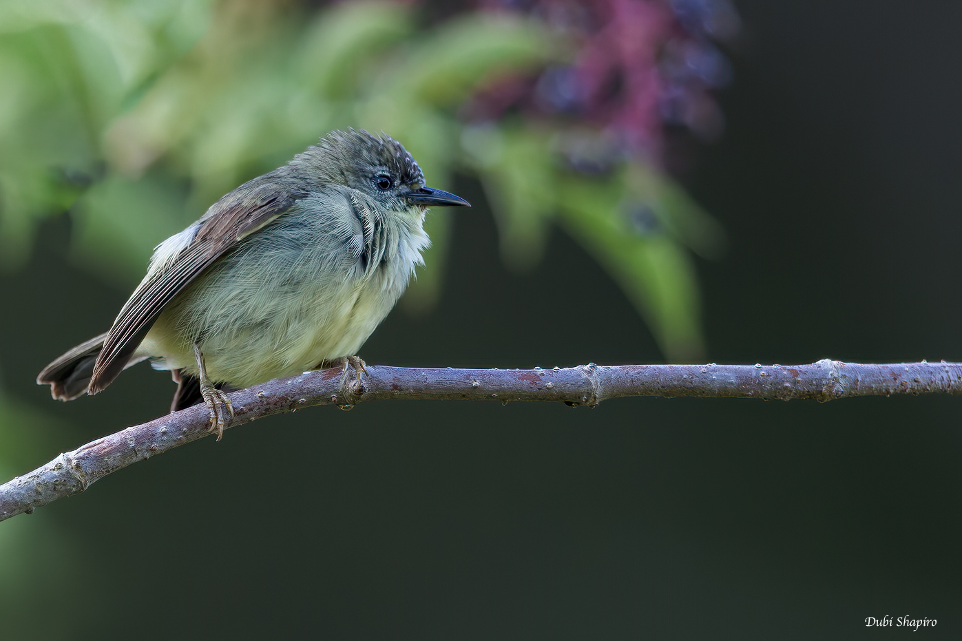 Pygmy White-eye