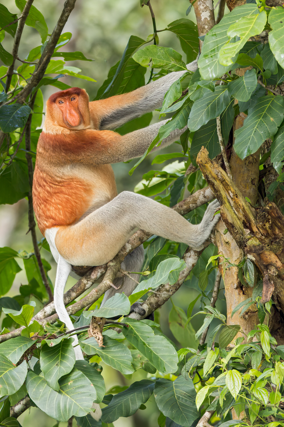 Proboscis Monkey