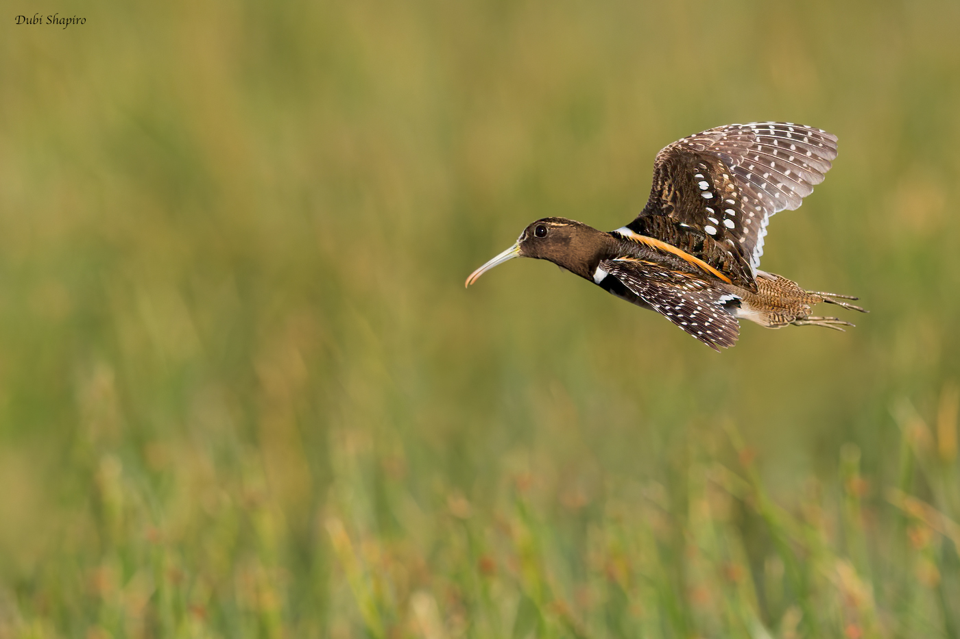 South American Painted-snipe