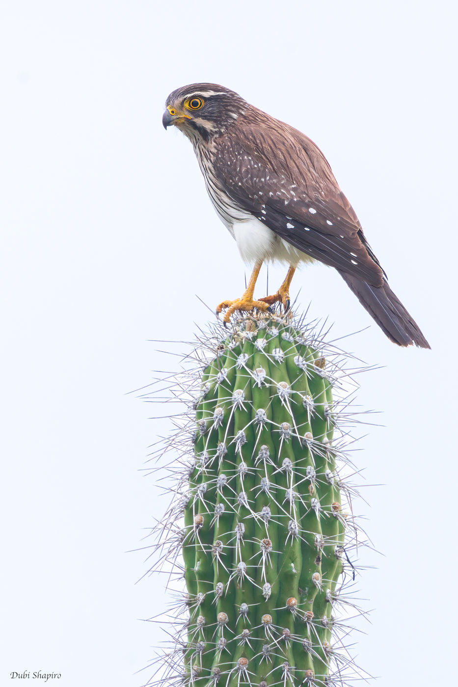 Spot-winged Falconet