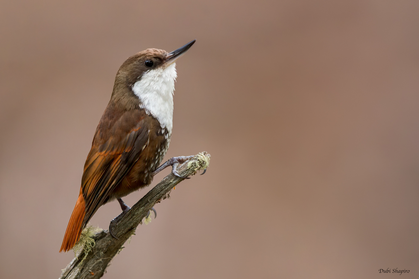White-throated Treerunner