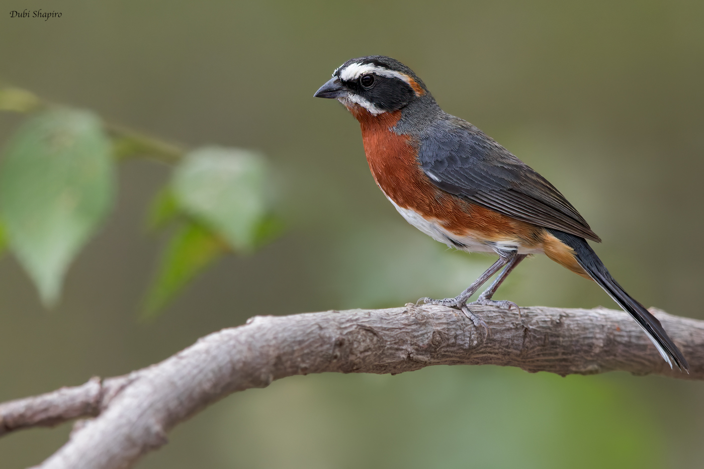 Black-and-chestnut Warbling Finch