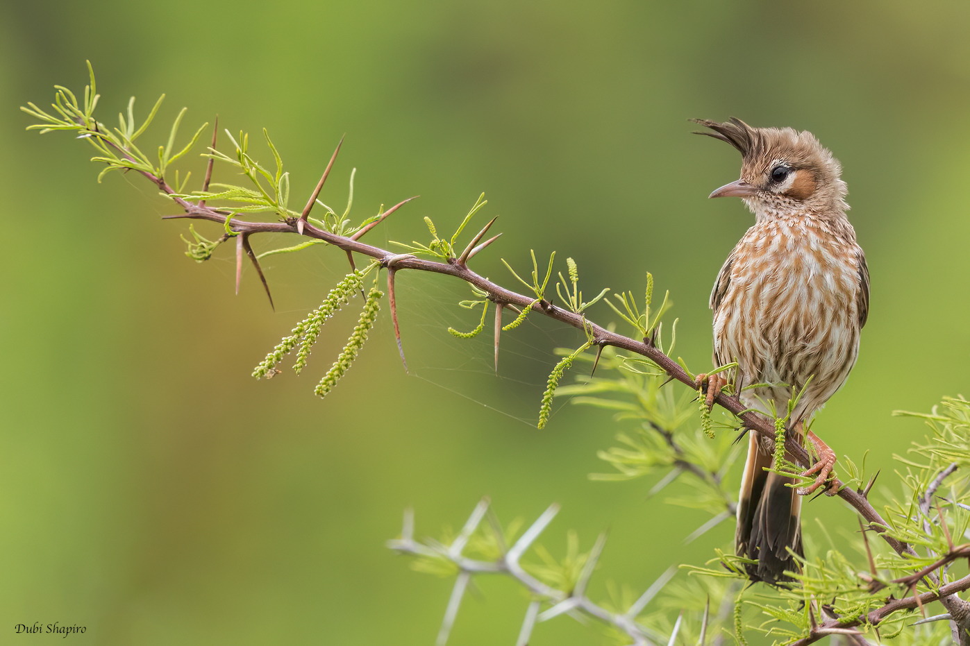 Lark-like Brushrunner