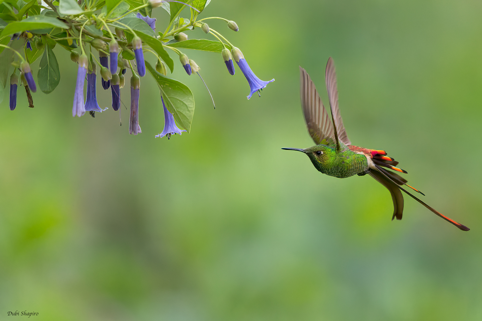 Red-tailed Comet 