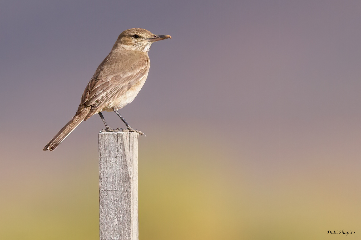 Gray-bellied Shrike-Tyrant