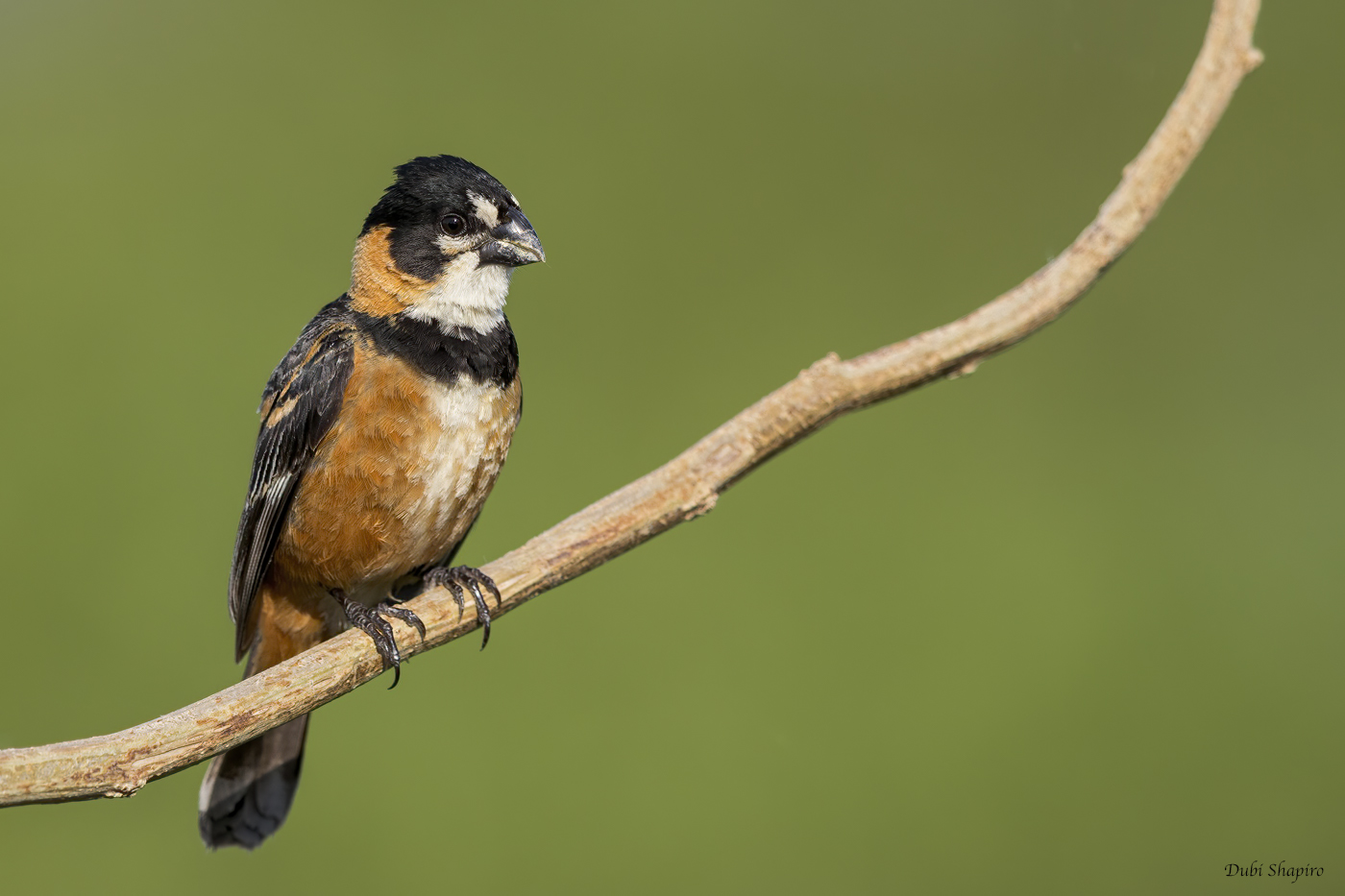 Rusty-collared Seedeater