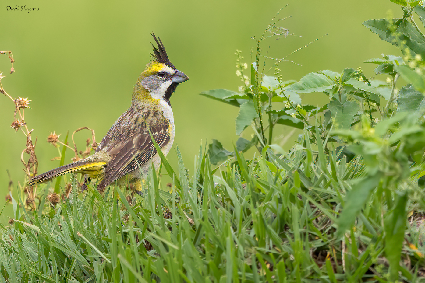 Yellow Cardinal 