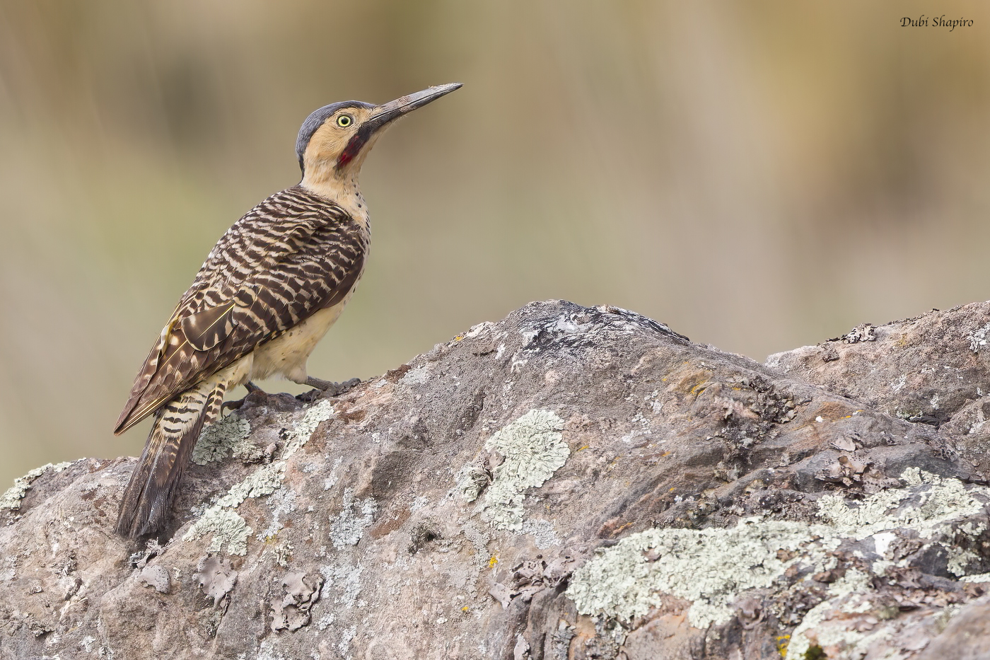 Andean Flicker 