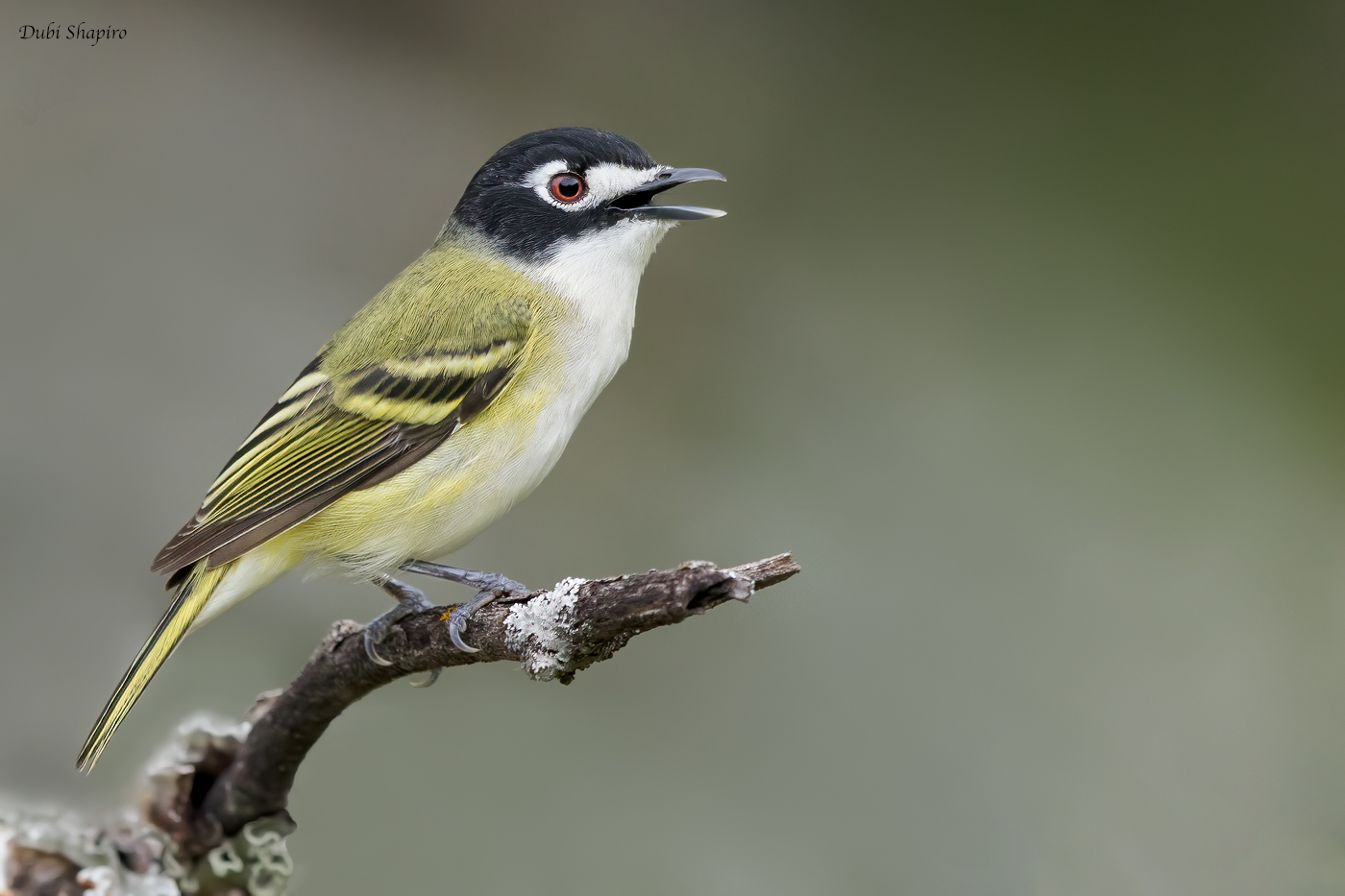 Black-capped Vireo