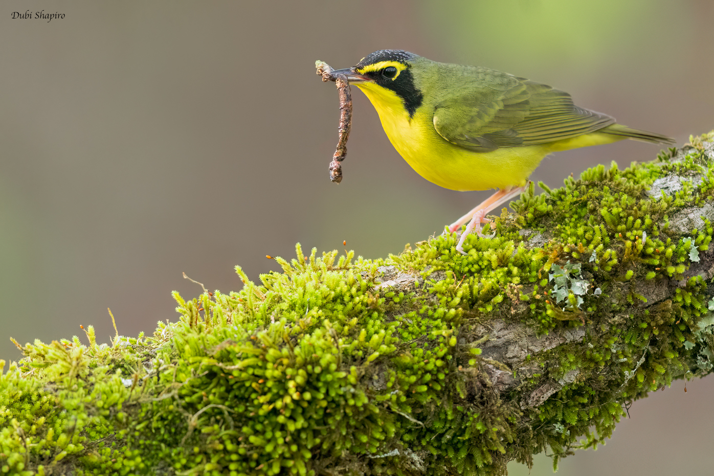 Kentucky Warbler