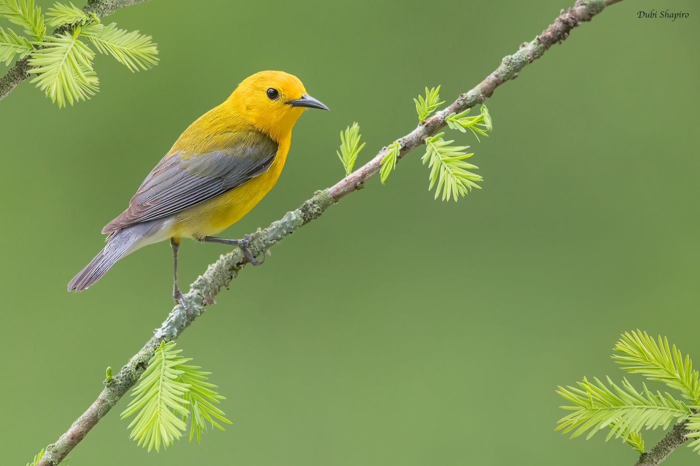 Prothonotary Warbler