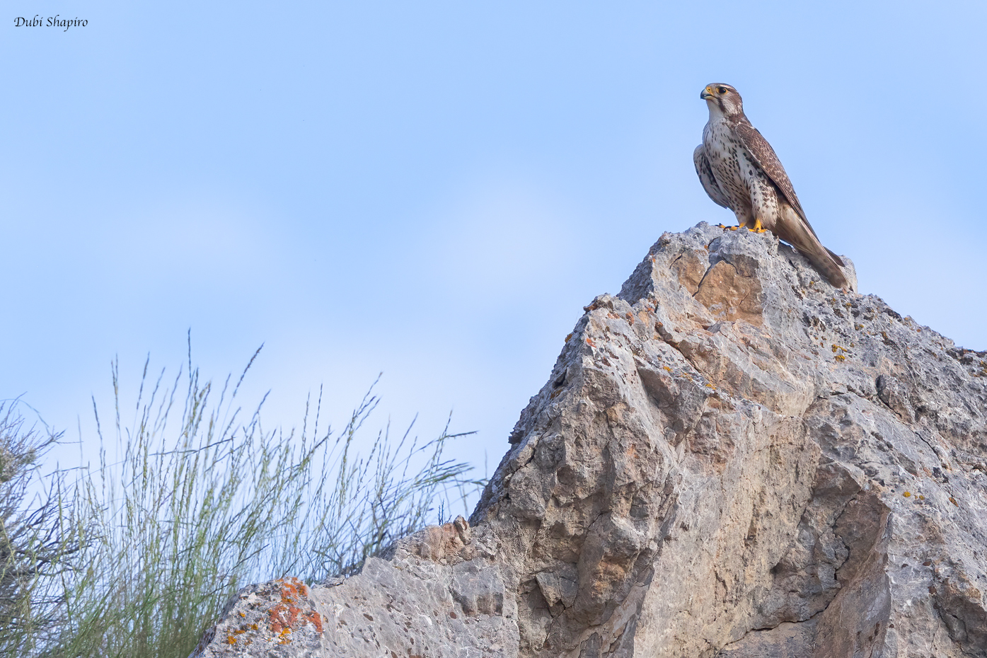 Prairie Falcon 