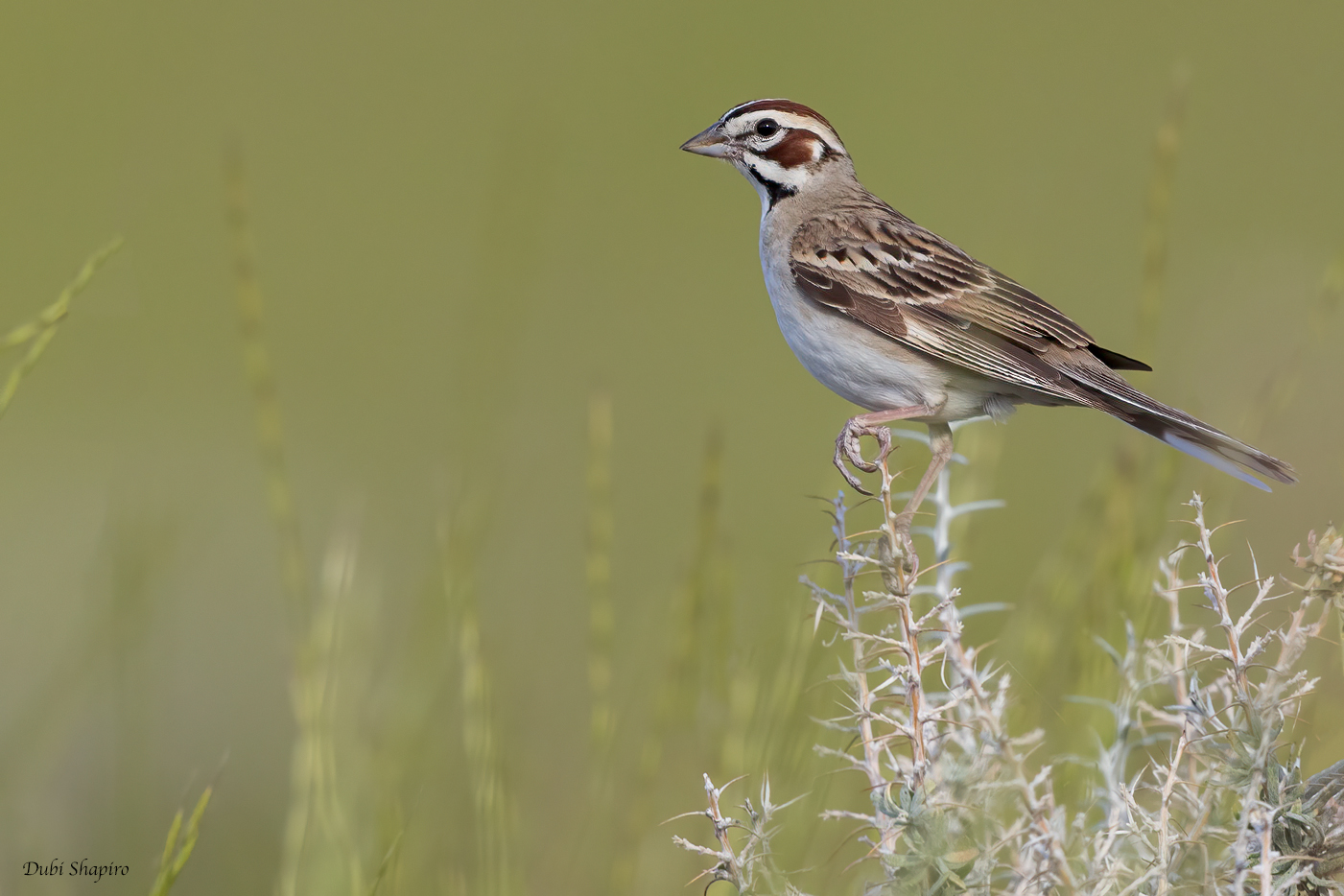 Lark Sparrow 