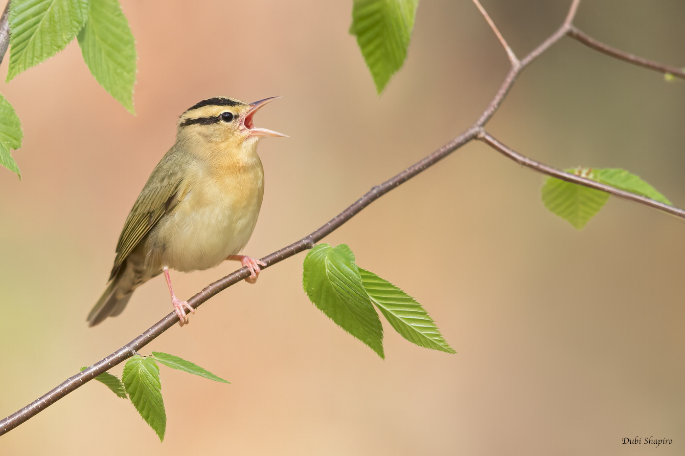 Worm-eating Warbler