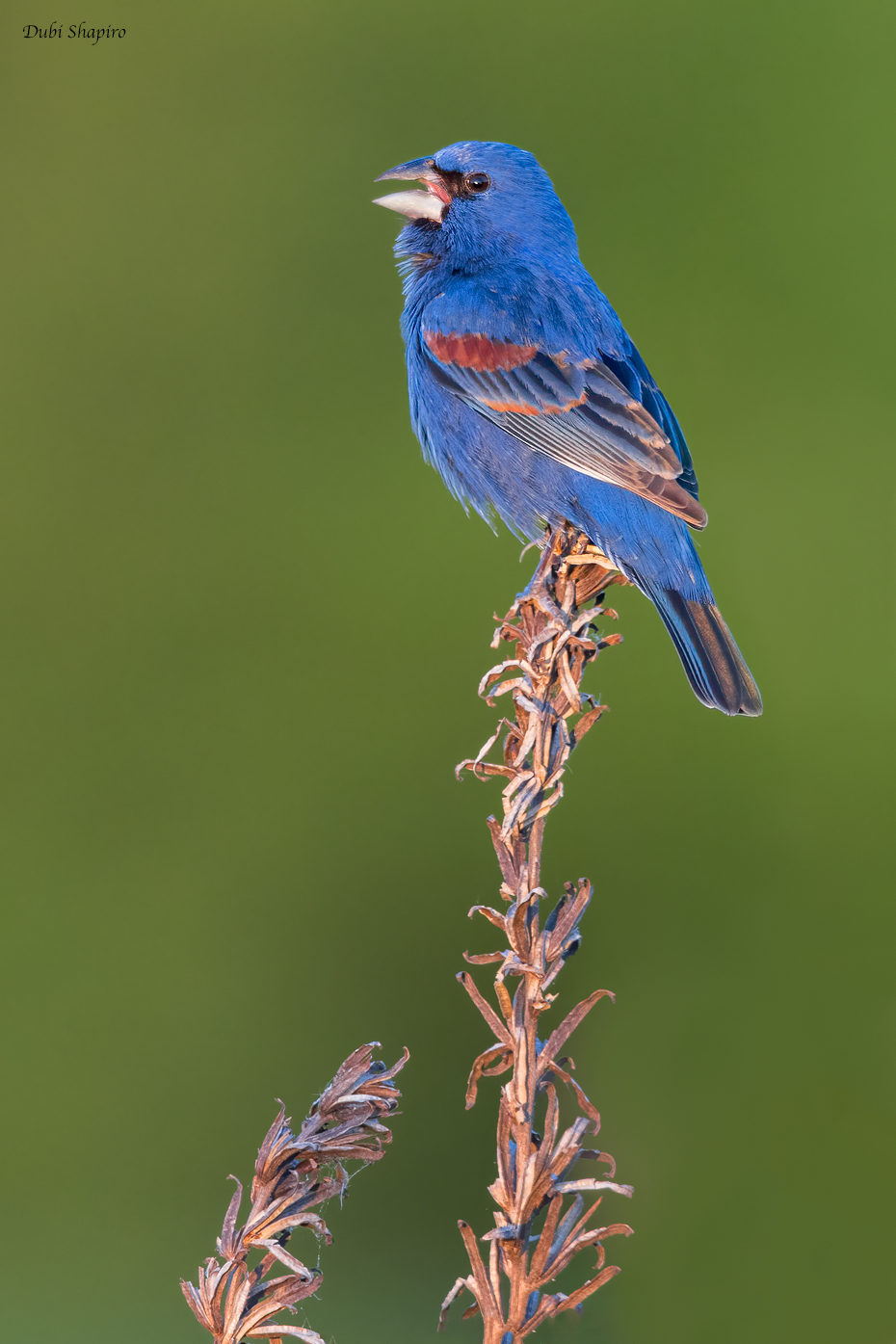 Blue Grosbeak 