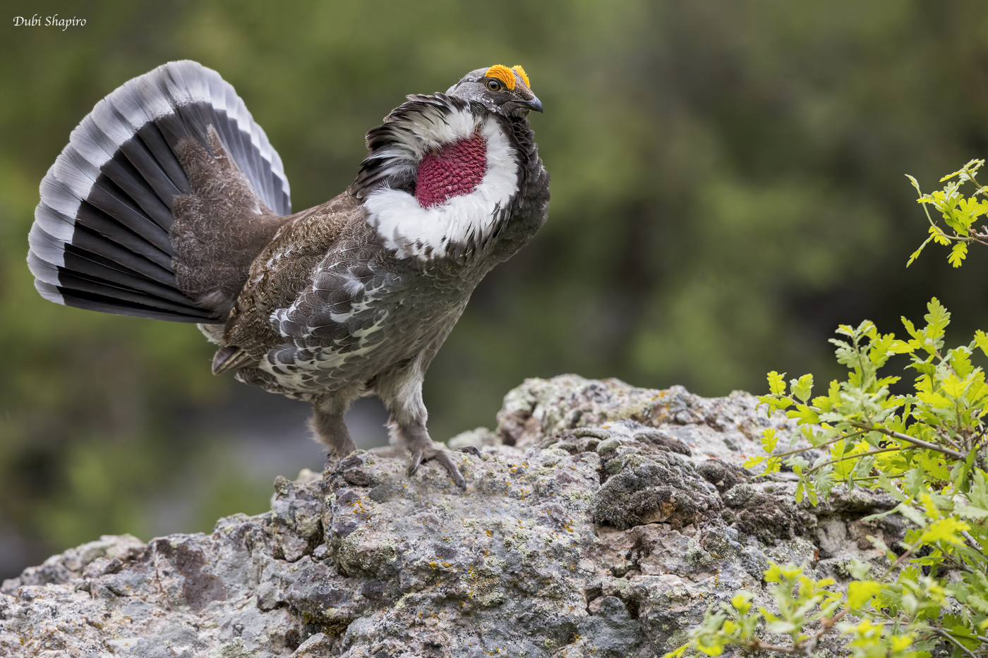 Dusky Grouse 