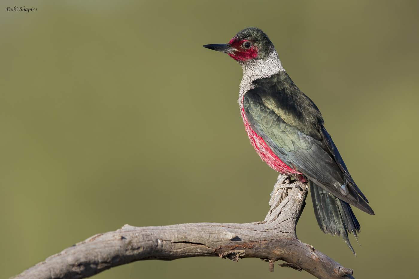 Lewiss Woodpecker 