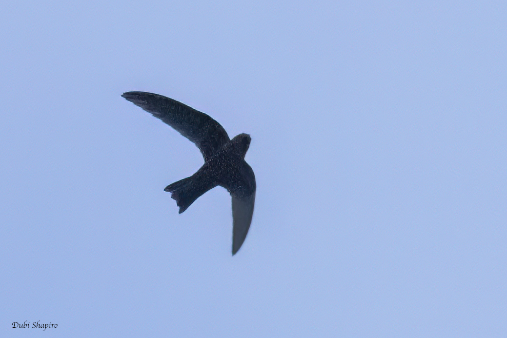 Black Swift 