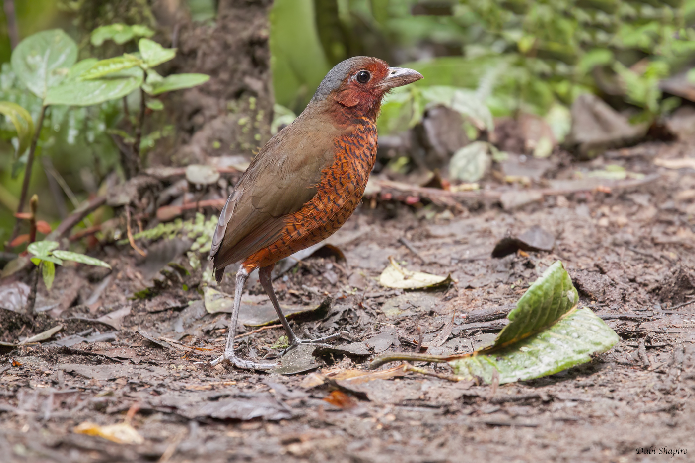 Giant Antpitta 
