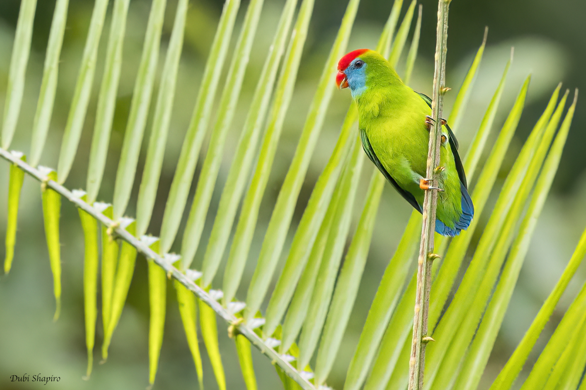 Camiguin Hanging-Parrot
