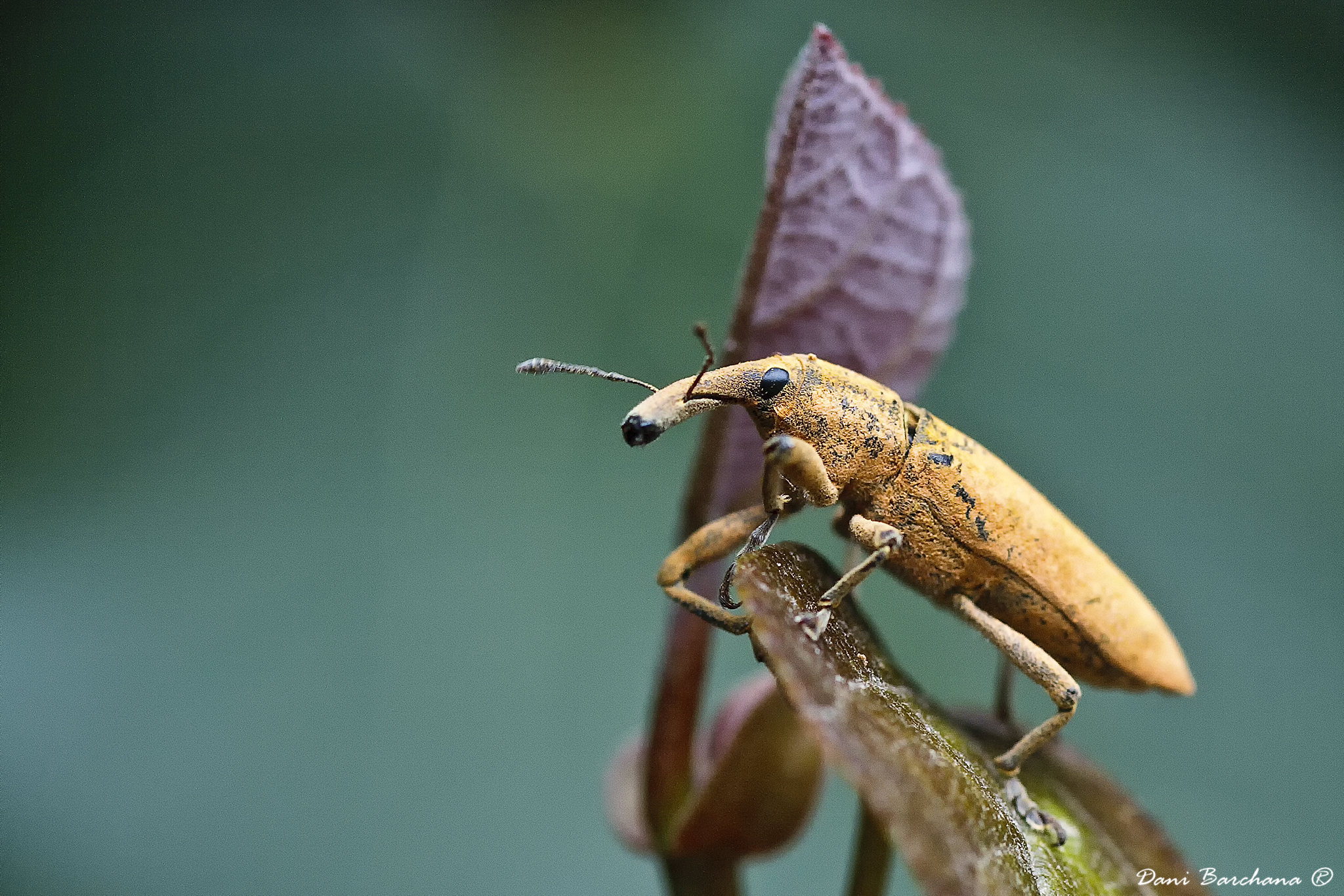 Weevil - Lixus angustatus