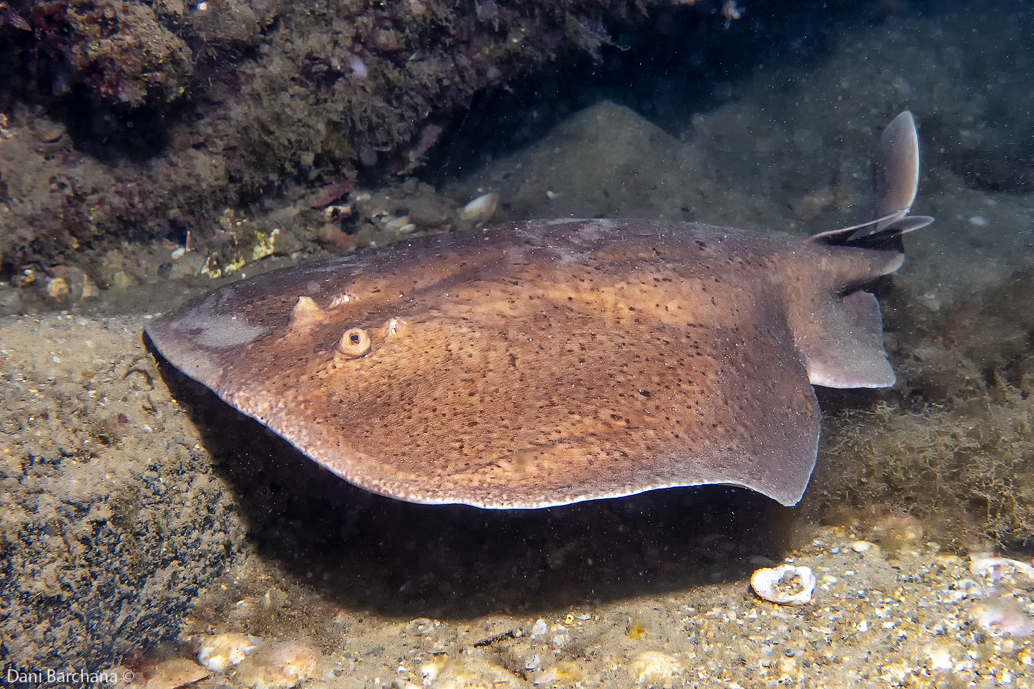 Torpedo marmorata