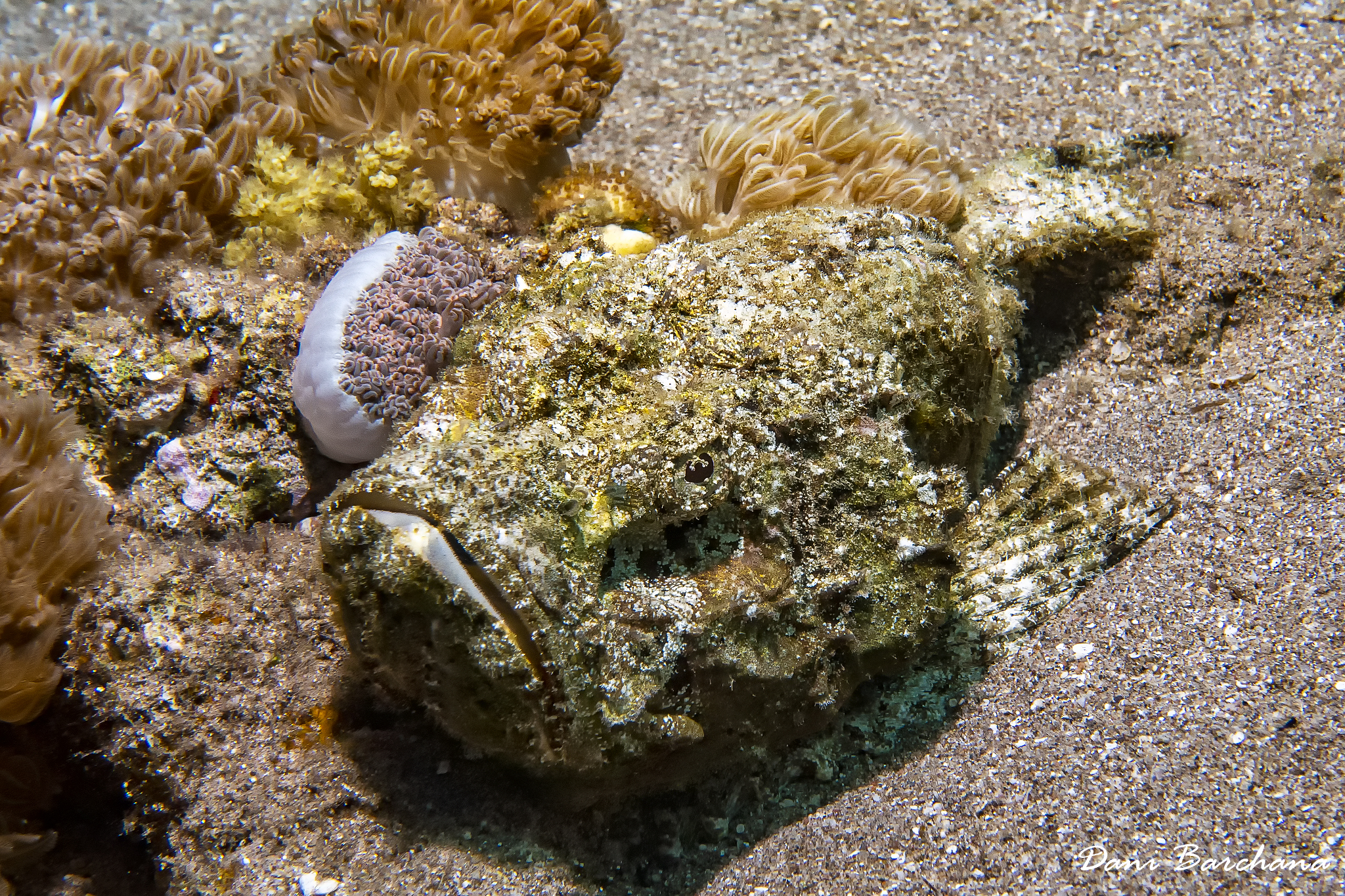 Scorpaenopsis diabolus - Scorpionfish