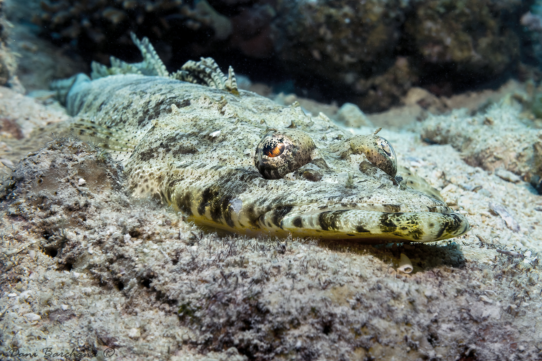 Tentacled flathead  Papilloculiceps longiceps