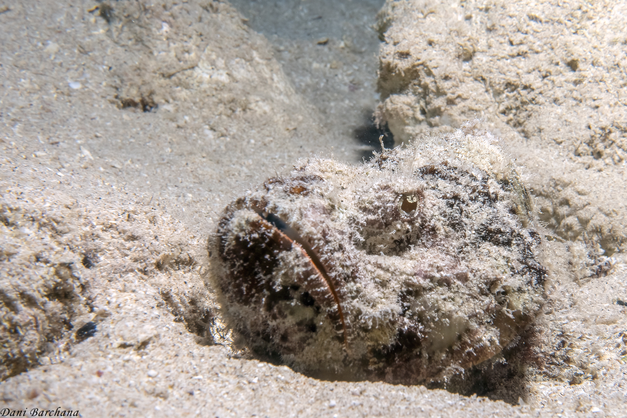 Devil scorpionfish Scorpaenopsis dibolus