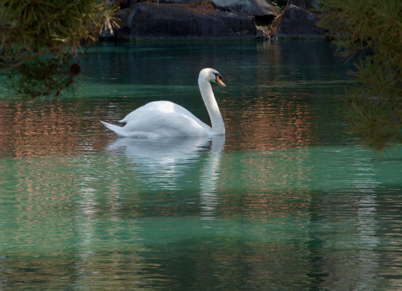 White swan
