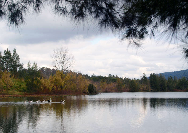 A regatta of pelicans on the Nepean