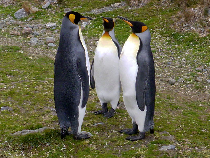 King Penguins in conference, South Georgia Island