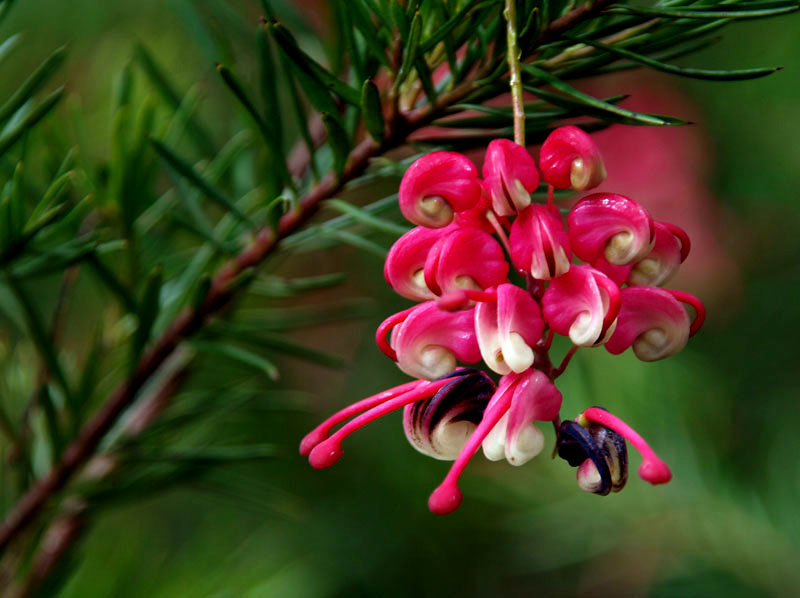 Grevillea rosmarinofolia