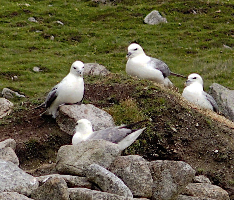 Fulmars, arent they?