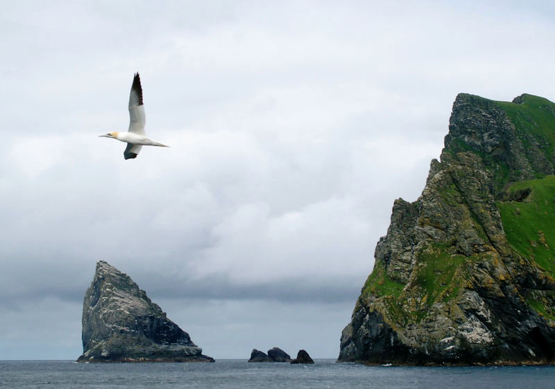 732: Gannet over Stac Lee