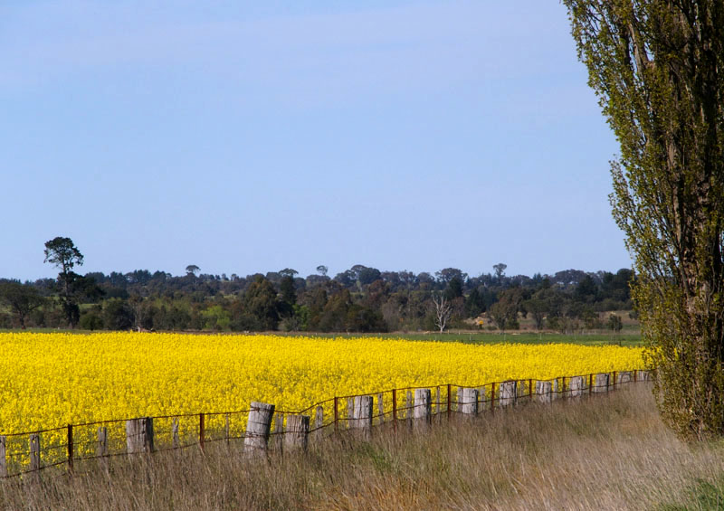 3352: Canola Fields