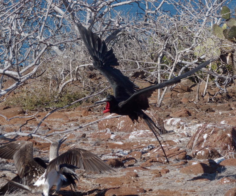 0249: The frigate bird swoops on the boobies