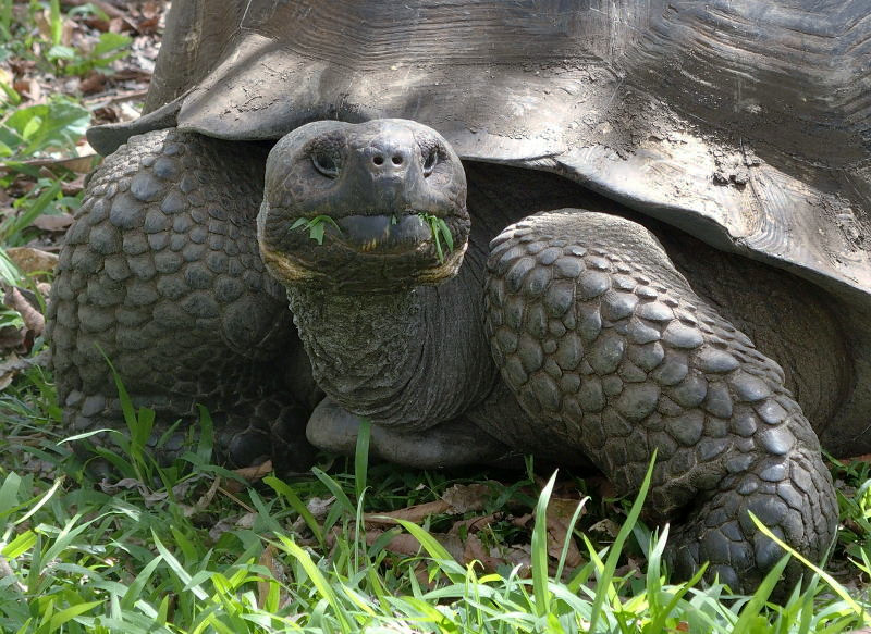 0610: Tortoise close up, ignoring humans.