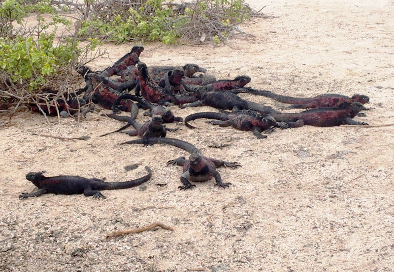 0872: Marine iguanas