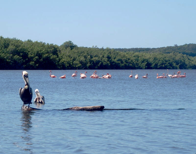 Laguna Guanaroca, Cuba