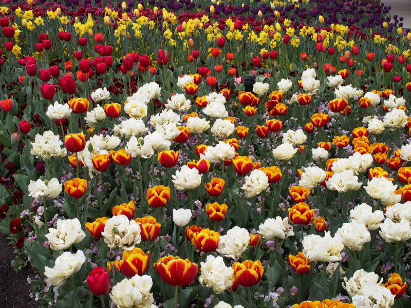Bands of colour
