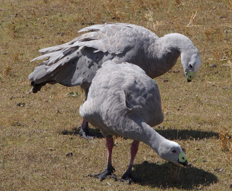 Cape Barren Geese