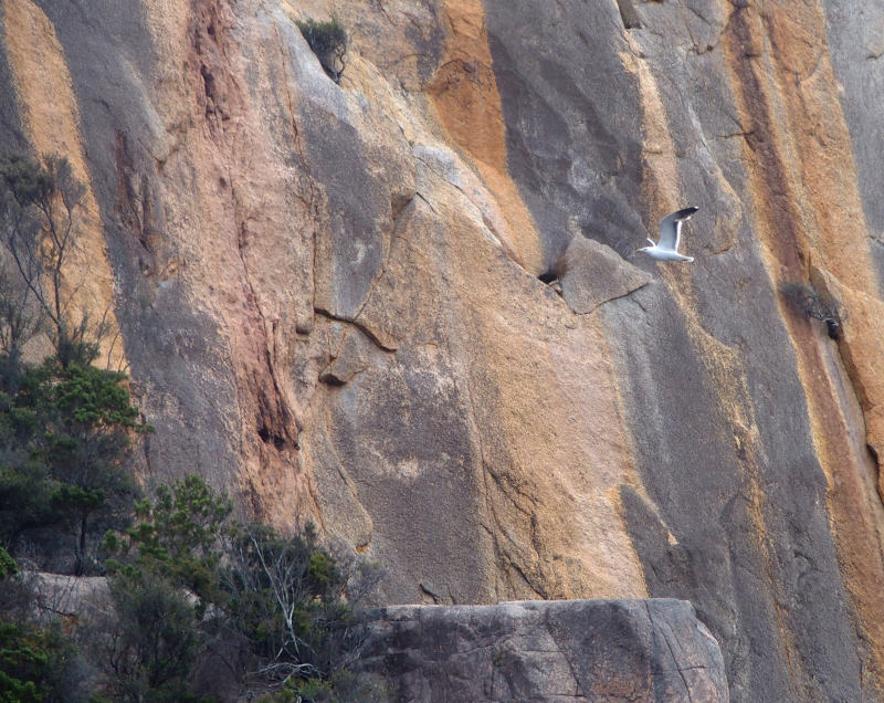 Freycinet cliff face, with gull cruising