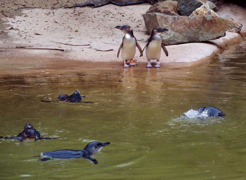 penguins.JPG