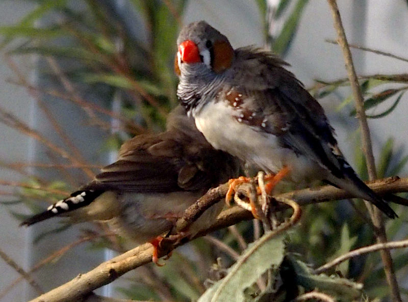 Birds in an aviary