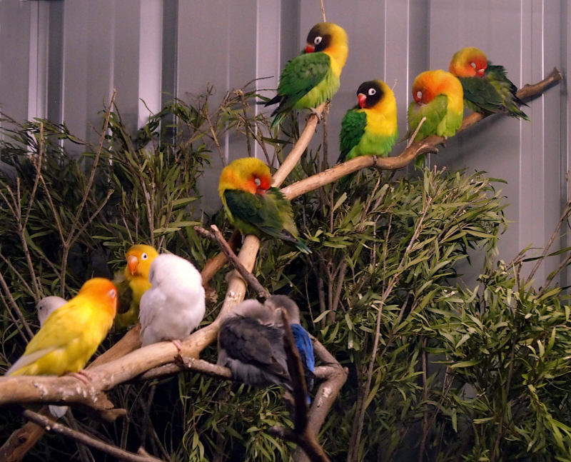 Birds not wanting to be photographed