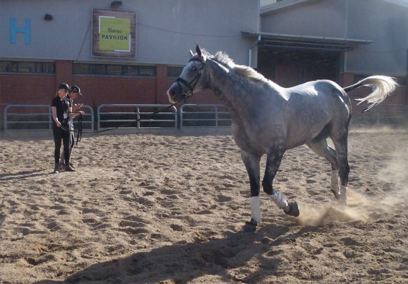 Clockwise horse