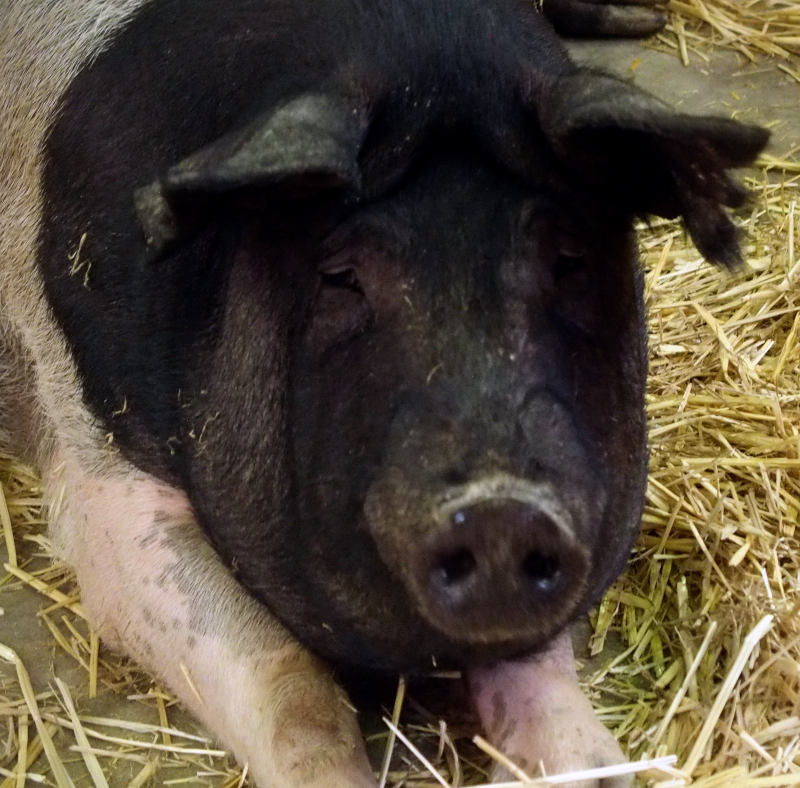 Front end of a large pig